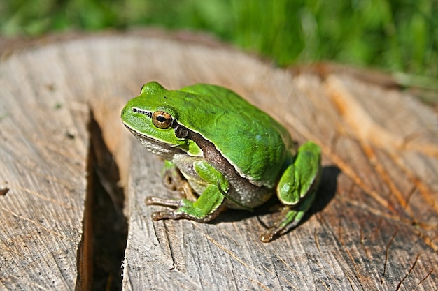 Green frog on a log Photo | Free Download