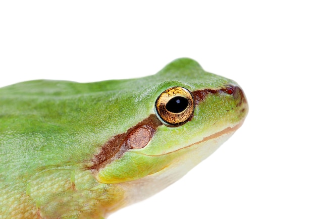 Premium Photo Green Frog With Bulging Eyes Golden