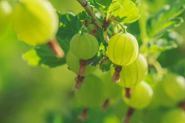 Premium Photo | Green gooseberry berries