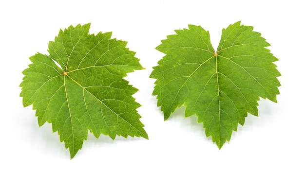 Premium Photo | Green grape leaves isolated