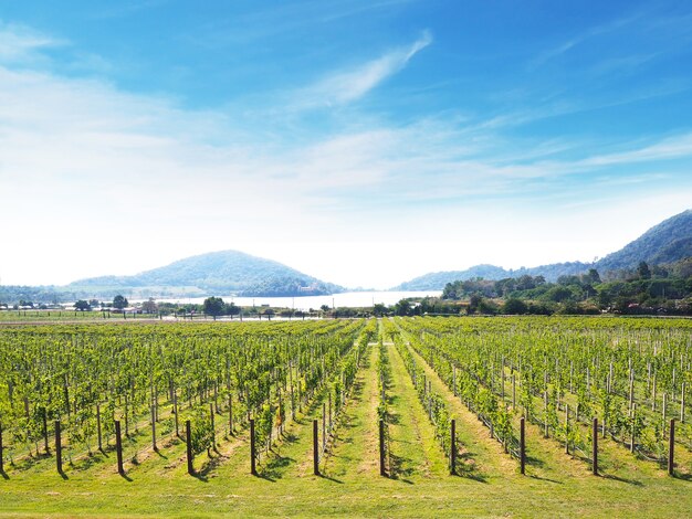 Premium Photo | Green grape yard panoramic landscape.