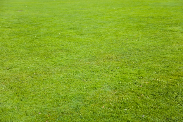 Premium Photo | Green grass background