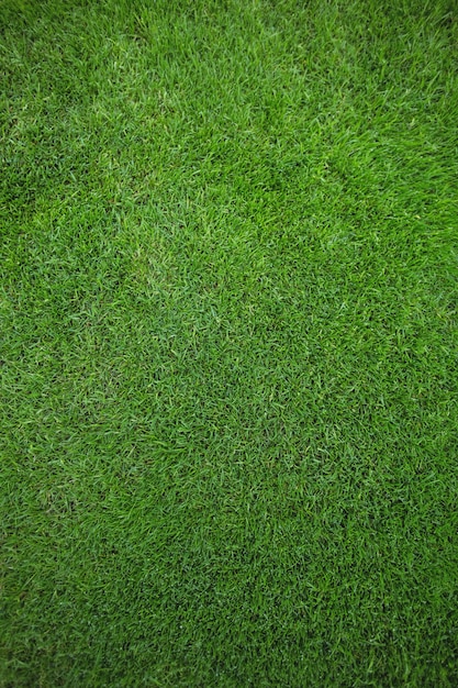 緑の芝生のフィールドの背景 無料の写真