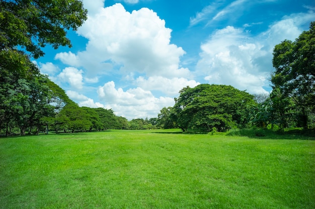 Premium Photo | Green grass field background