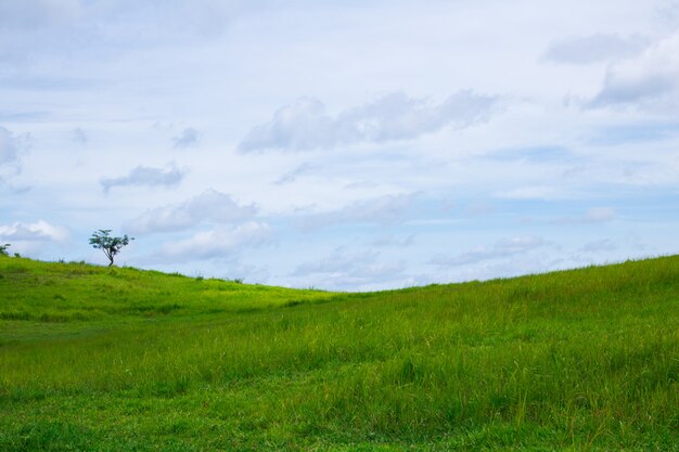 Green grass field and blue sky Premium Photo