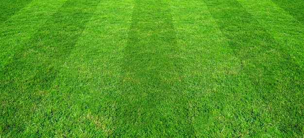 football ground grass