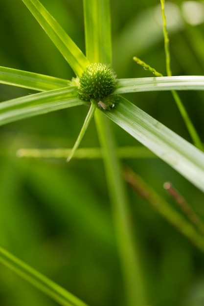 パピルススゲとしても知られているカヤツリグサ属 傘植物 の緑の草の花 プレミアム写真