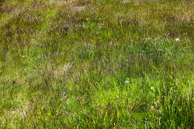 Premium Photo | Green grass growing in the field, wind storm weather