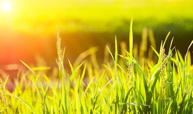 Premium Photo | Green grass at sunset background