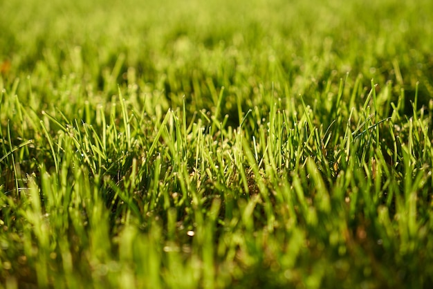 Free Photo | Green grass surface