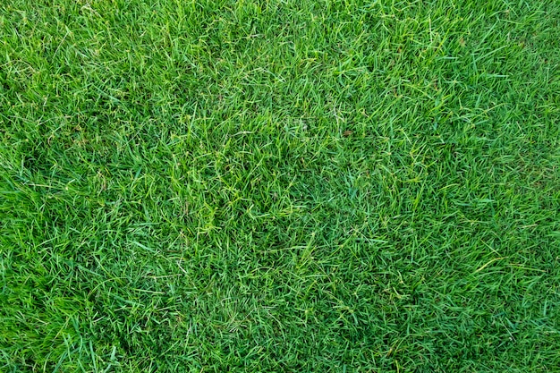 Premium Photo | Green grass texture for background. green lawn pattern ...