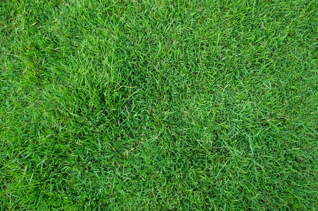 Premium Photo | Green grass texture for background. green lawn pattern ...