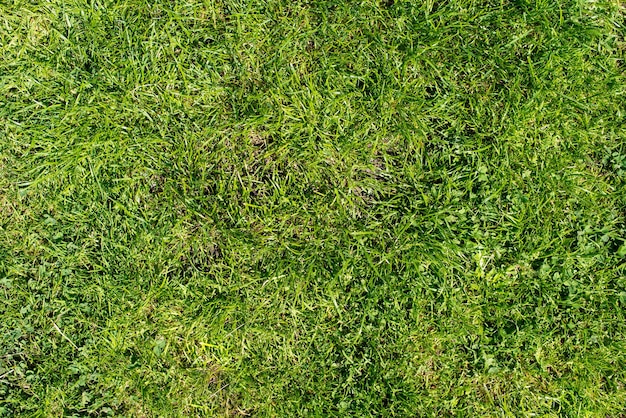 Premium Photo | Green grass texture background. top view of bright ...