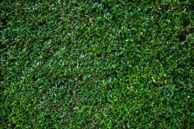 Premium Photo | Green grass texture background