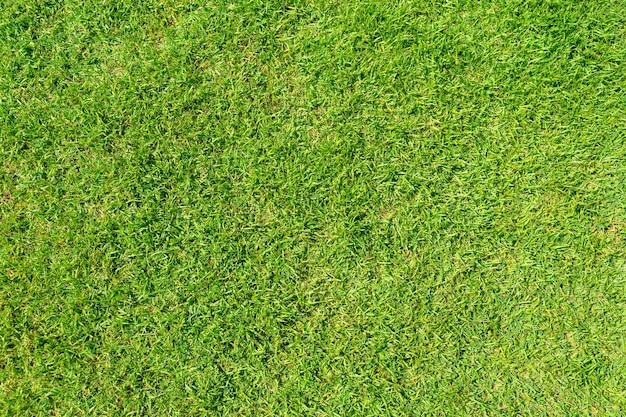 背景の緑の草のテクスチャ 緑の芝生のパターンとテクスチャの背景 閉じる プレミアム写真