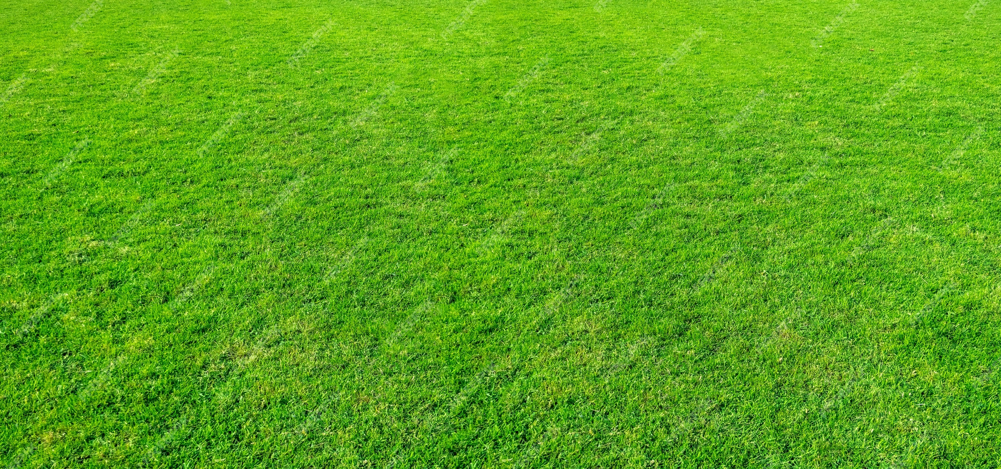 Premium Photo | Green grass texture from a field.