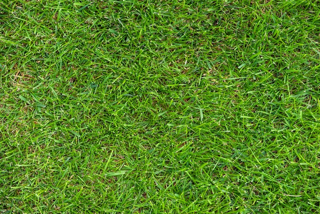 Premium Photo | Green grass top view background mown lawn