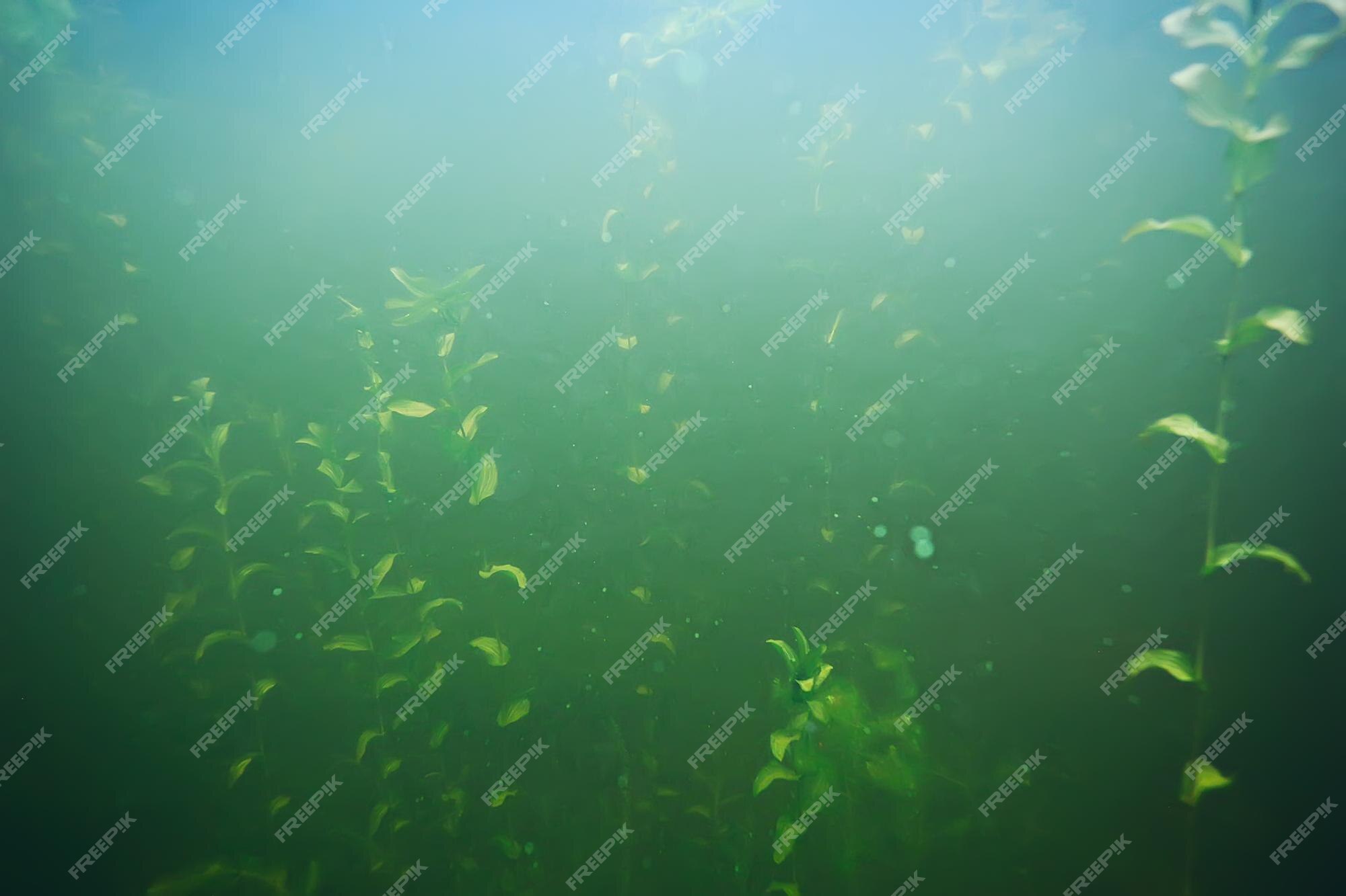 Premium Photo | Green grass underwater