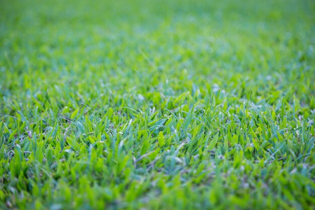 Green Grass Use For Background Premium Photo