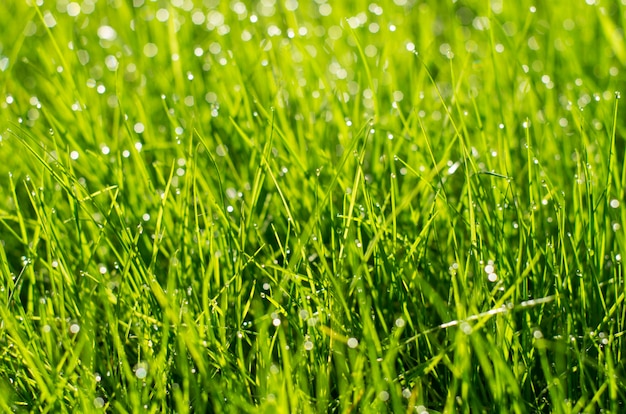 Premium Photo | Green grass with sparkling drops of dew, blurred background