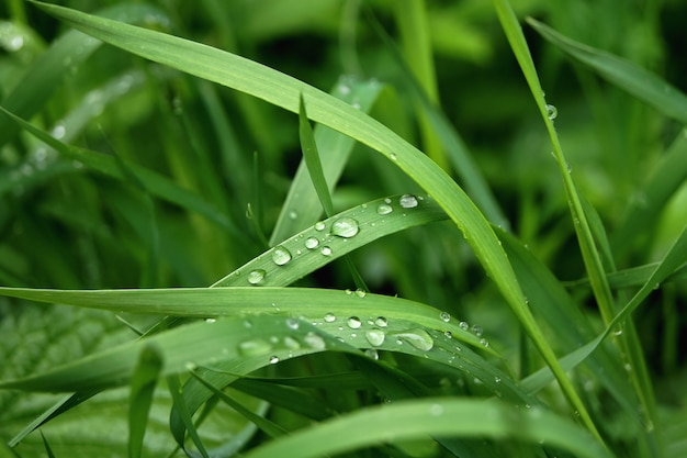 Premium Photo | Green grass with water drops. after the rain