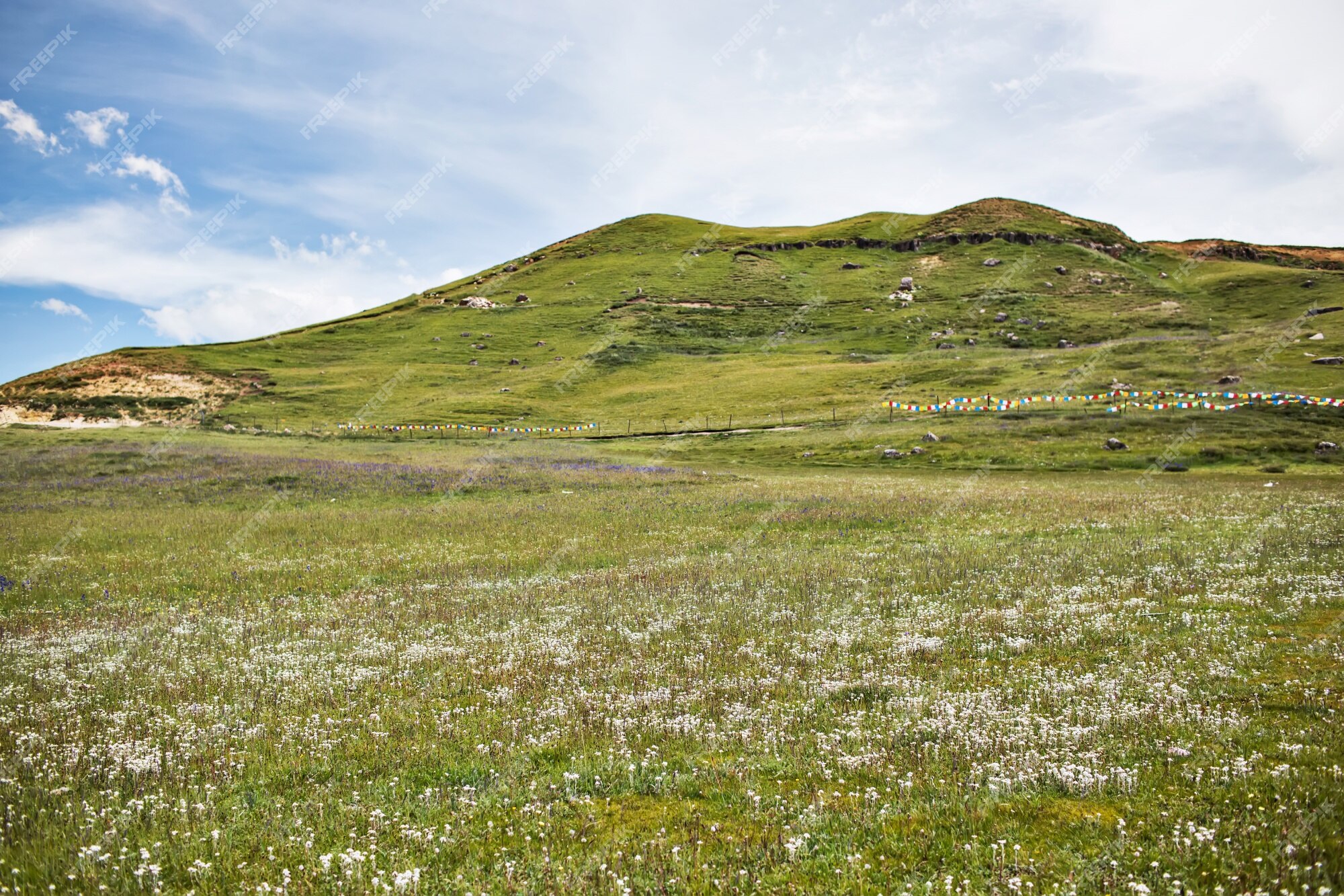 Free Photo | Green hill with white flowers