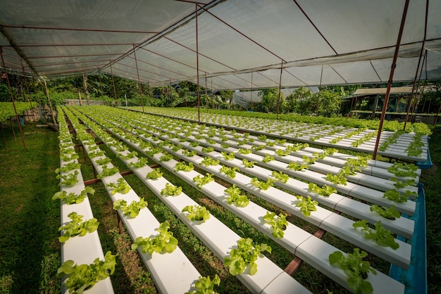 Premium Photo | Green hydroponic organic salad vegetable in farm, thailand.