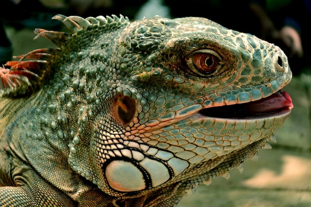 Premium Photo | Green iguana head, close-up photo