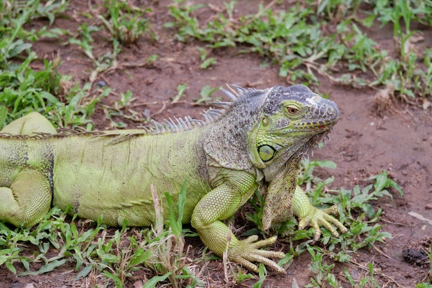 緑のイグアナは地面に爬虫類の動物です プレミアム写真