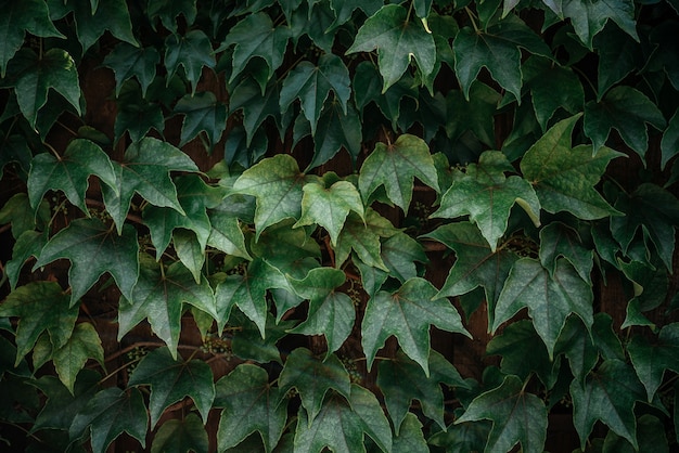 Premium Photo | Green ivy leaves hedge creeper vine background