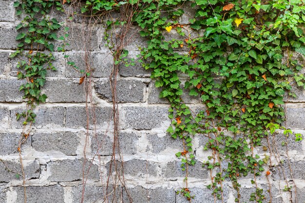 Premium Photo Green Ivy Plant Climb On Old White Brick Wall Background