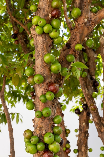 Premium Photo | Green jaboticabas on the tree. vertical plane