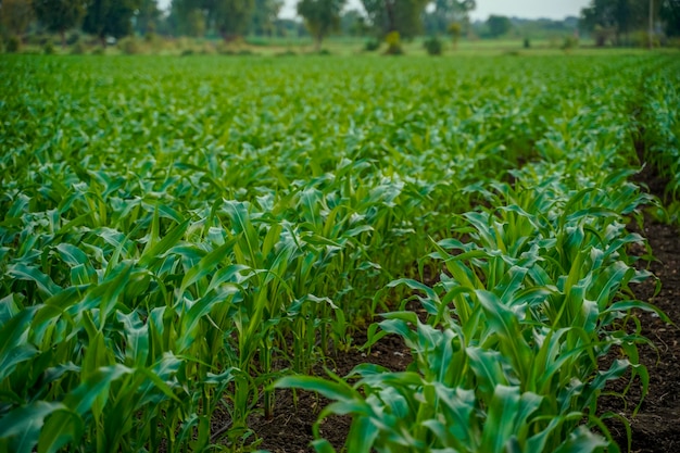 Premium Photo | Green jowar or sorghum agriculture field.