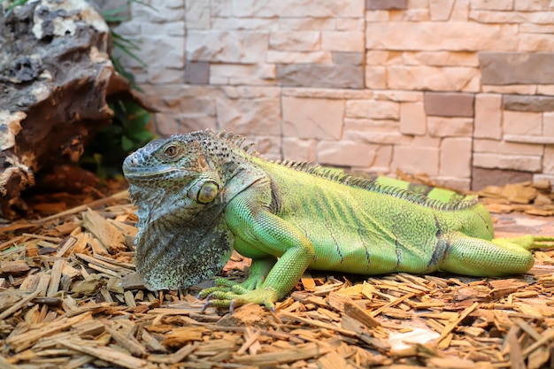 Premium Photo | Green large iguana on terrarium animals, chordates ...