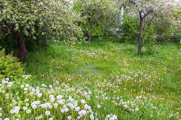 Зеленая лужайка рисунок