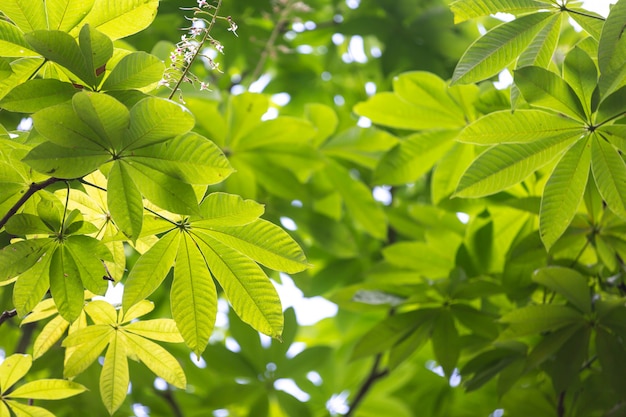 Green leaf background in the forest. | Free Photo