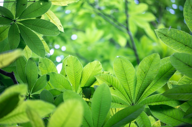 Free Photo | Green leaf background in the forest.