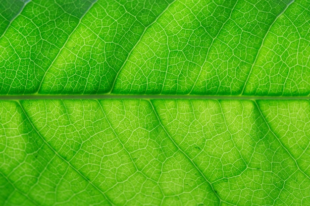 Green leaf close up. green leaf macro. Premium Photo