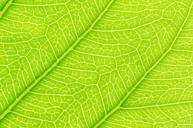 Green leaf pattern texture background with light behind. Premium Photo