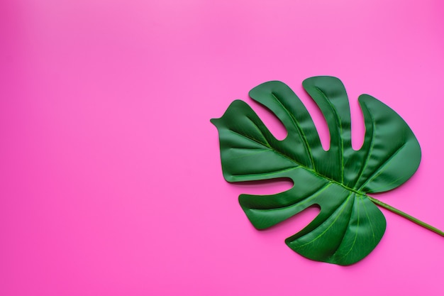 Green leaf pink background. | Premium Photo