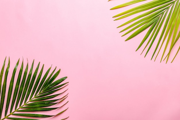Premium Photo | Green leaf on pink background