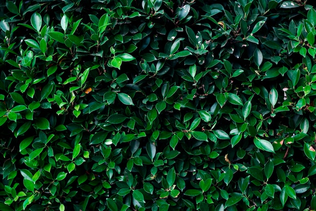 Premium Photo | Green leaf texture,korean banyan tree.