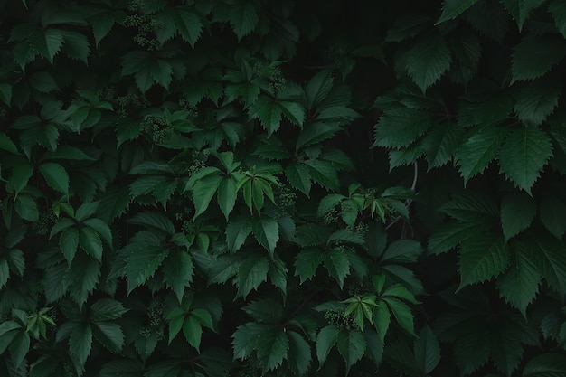 Premium Photo | Green leaves on big plants