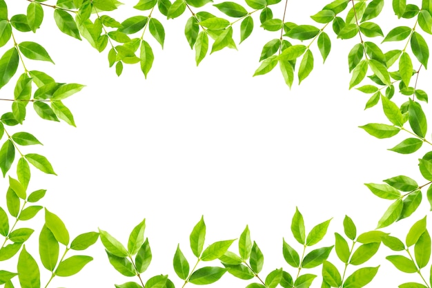 Green leaves frame isolated on white background Photo | Premium Download