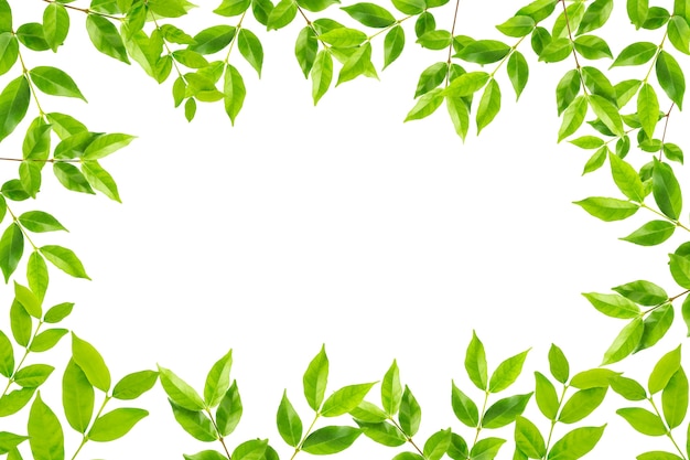 Premium Photo | Green leaves frame isolated on white background