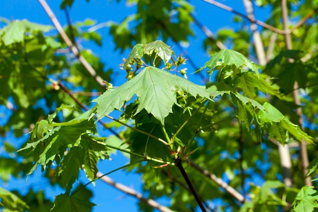 Premium Photo | Green leaves on maple trees in the fall season.