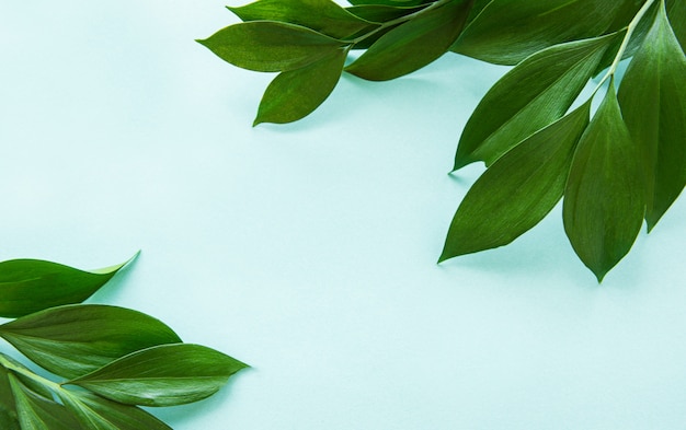 Premium Photo | Green leaves on a mint background