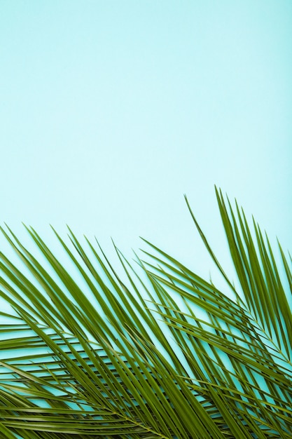 Premium Photo | Green leaves of palm tree on blue background with copy ...