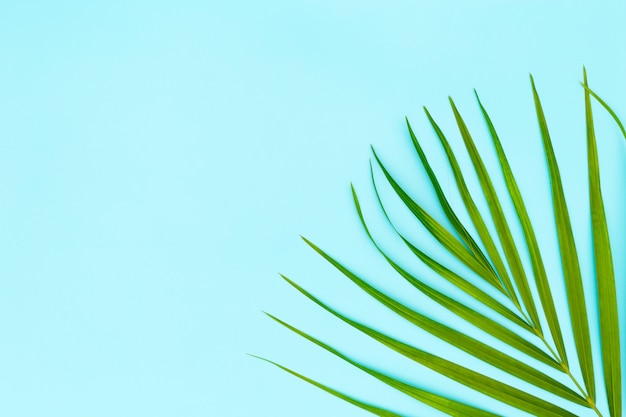 Premium Photo | Green leaves of palm tree on blue background