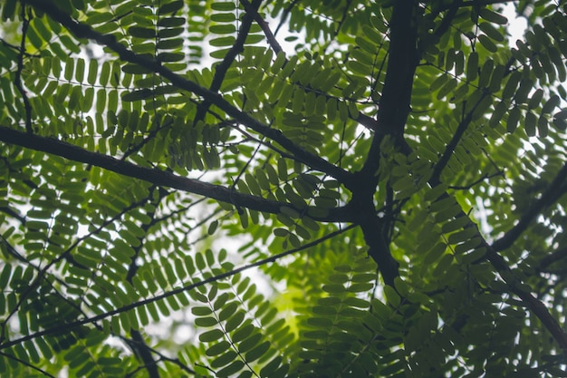 Free Photo | Green leaves and tree branches overhead